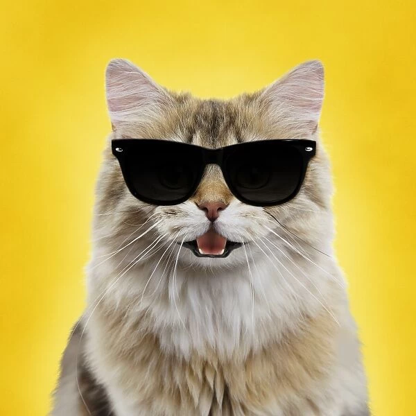 Cute cat smiling and laughing wearing sun glasses and yellow