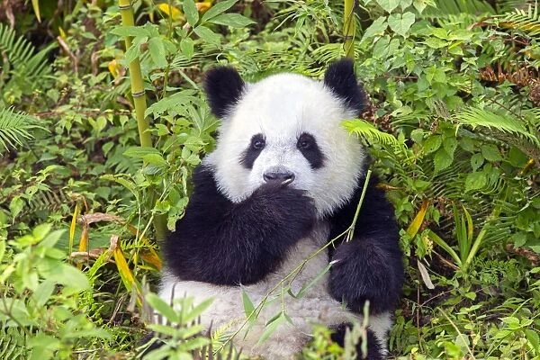 Cute Giant Panda looking guilty with paw to mouth