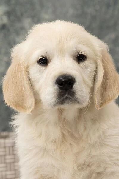 Cute Golden Retriever puppy portrait (Print #11979220) Framed Photos