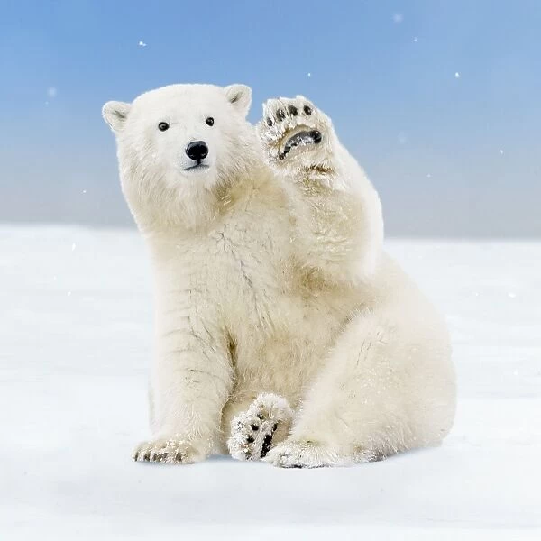  Cute  Polar  Bear  cub waving paw sitting in the snow 13438383 