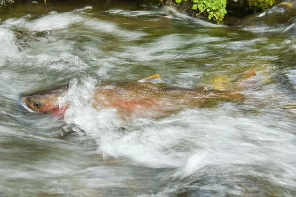 Cutthroat Trout - in small spawning stream. June. Reach maturity at 4 to 5 years. Western U. S. BAX7196