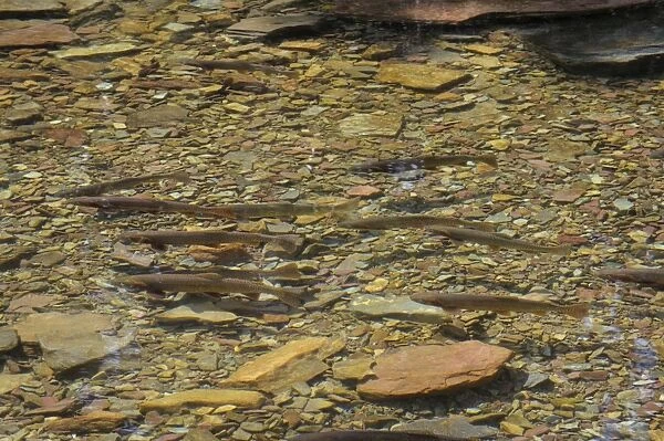 Cutthroat Trout - in spawning stream - Glacier National Park - Montana - USA - July _D3A8757