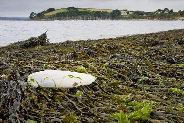 Cuttlefish bone - lying on the strand line on top of bladder wrack - England - UK
