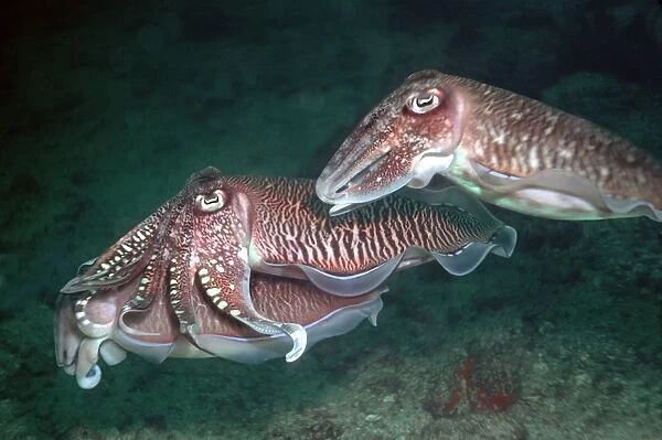 Cuttlefish courting - Two male cuttlefish courting a female. both males struggled with each other to hold the female Thailand, Andaman Sea, Richlieu Rock