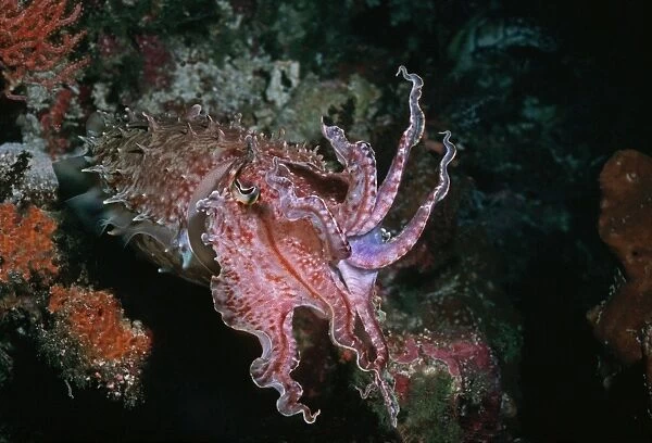 Cuttlefish - This cuttlefish changes colour and shape constantly. It may reach 500mm in length. Presenting a warning display Milne Bay, Papua New Guinea
