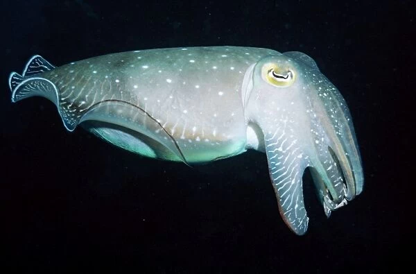 Cuttlefish - Great Barrier Reef, Indo Pacific