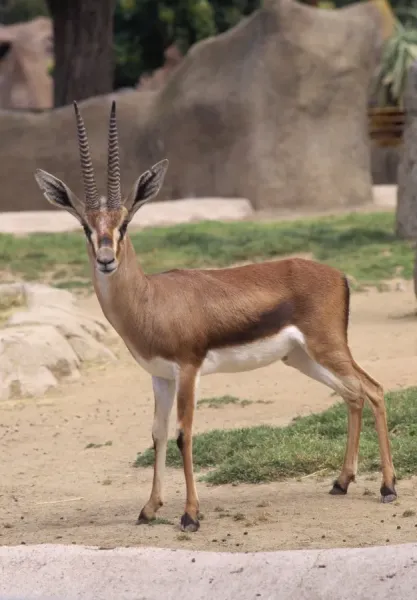 AWAKE IN A REVISITED WORLD　アサイラム　Gazelle Cuvier's Gazelle Print - Endangered Male, Sahara Desert. Art