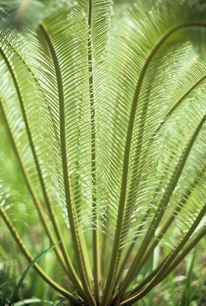 Cycad - fronds