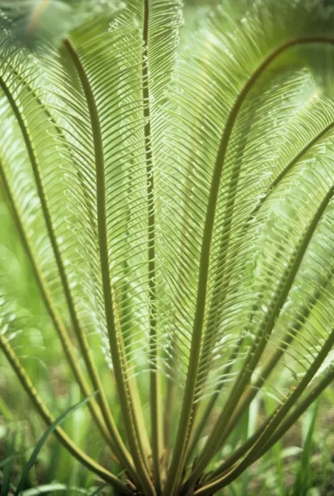 Framed Print : Cycad - fronds Framed Print : Cycad - fronds