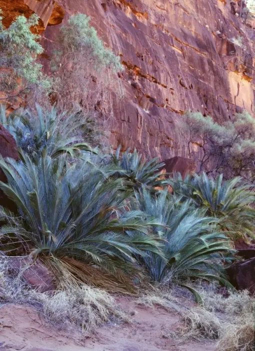 Framed Print : Cycad - vulnerable species, endemic to southern ranges of NT. Its females cones weigh up to 20 kg. Finke Gorge National Park, Northern Territory, Australia JLR05642 Framed Print : Cycad - vulnerable species, endemic to southern ranges of NT. Its females cones weigh up to 20 kg. Finke Gorge National Park, Northern Territory, Australia JLR05642