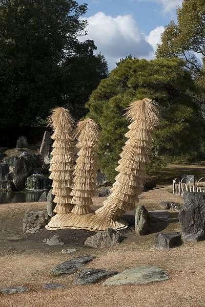 Cycads - aka Japanese Sago Palms wrapped in straw