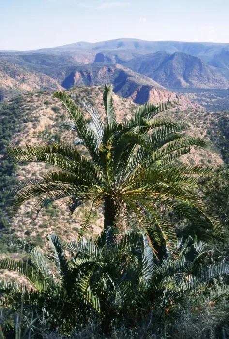 Framed Print : Cycads Eastern Cape South Africa Framed Print : Cycads Eastern Cape South Africa