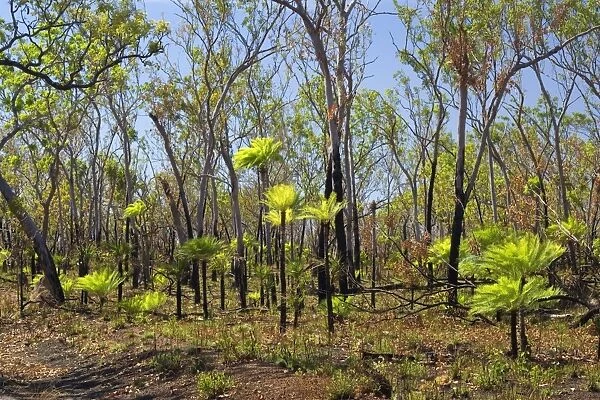 Cycads after the fire - forest in Far North of the Northern Territory after a wildfire with freshly sprouted cycads - Northern Territory, Australia