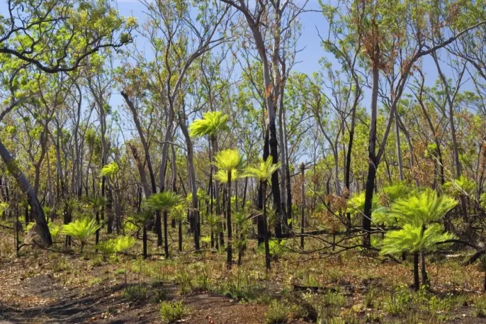 Framed Print : Cycads after the fire - forest in Far North of the Northern Territory after a wildfire with freshly sprouted cycads - Northern Territory, Australia Framed Print : Cycads after the fire - forest in Far North of the Northern Territory after a wildfire with freshly sprouted cycads - Northern Territory, Australia