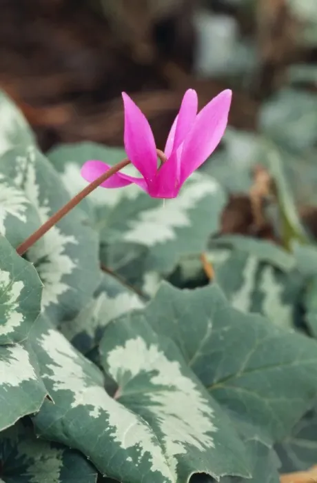 Framed Print : Cyclamen. DAD-290. Cyclamen. Cyclamen purpurascens Framed Print : Cyclamen. DAD-290. Cyclamen. Cyclamen purpurascens