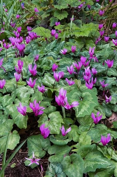 Cyclamen in woodland at Knightshayes Court. Cyclamen and a number of other ground cover plants can be seen at Knightshayes Court during the early spring on the woodland walks within the grounds. Early April. UK