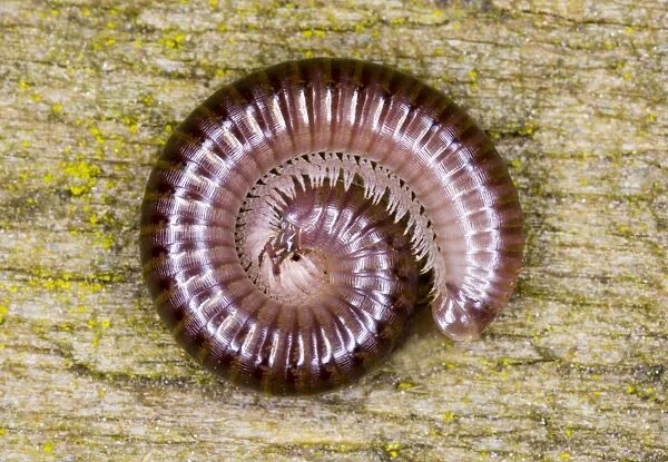 Cylindrical millipede rolled into a spiral as defensive posture Location: Garden, Cornwall, UK