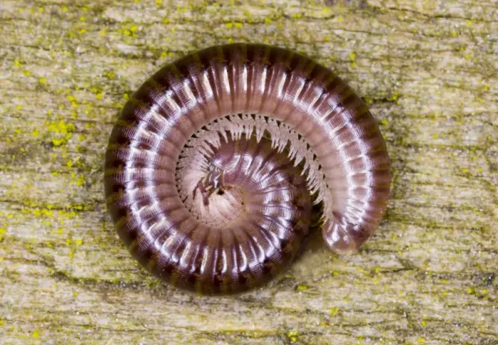 Framed Print : Cylindrical millipede rolled into a spiral as defensive posture Location: Garden, Cornwall, UK Framed Print : Cylindrical millipede rolled into a spiral as defensive posture Location: Garden, Cornwall, UK