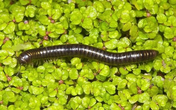 Cylindrical millipede walking Location: Garden, Cornwall, UK