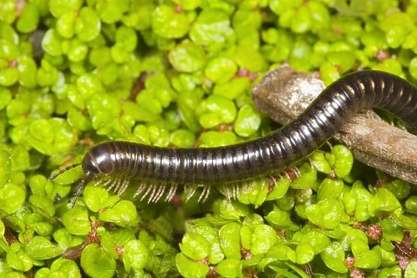 Cylindrical millipede walking over twig Location: Garden, Cornwall, UK