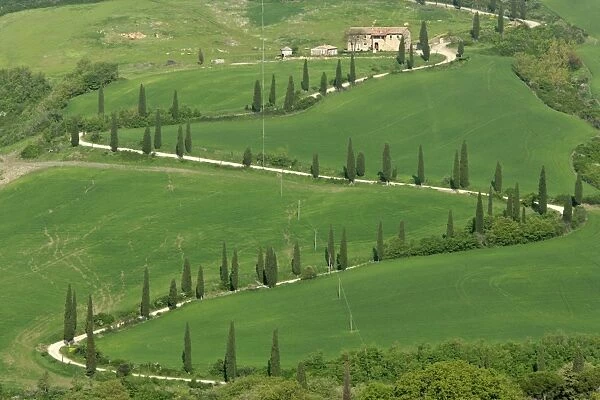 Cypress avenue zigzag road leading to a farm on top of a hill Tuscany, Italy