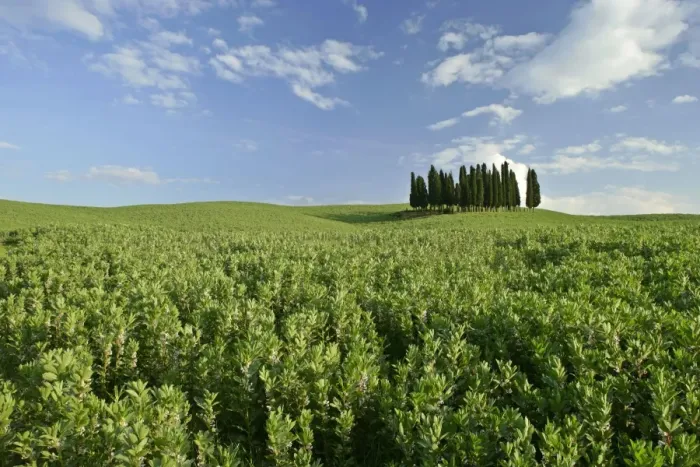 Framed Print : Cypress grove situated on hill Val d Orcia, Tuscany, Italy Framed Print : Cypress grove situated on hill Val d Orcia, Tuscany, Italy