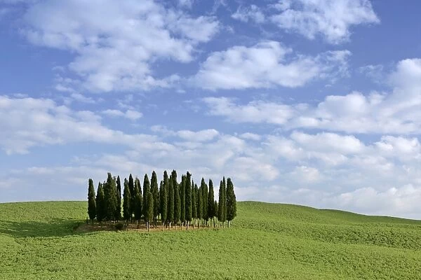 Cypress grove situated on hill Val d Orcia, Tuscany, Italy