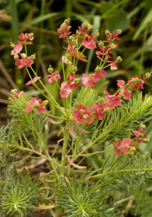 Framed Print : Cypress Spurge - with autumn colour. Very rare in UK Framed Print : Cypress Spurge - with autumn colour. Very rare in UK