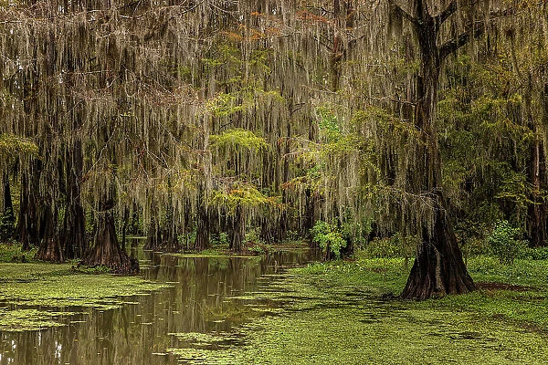 Cypress trees and Spanish moss lining shoreline of Caddo Lake, Uncertain, Texas Date: 26-10-2021