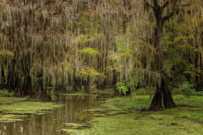 Framed Print : Cypress trees and Spanish moss lining shoreline of Caddo Lake, Uncertain, Texas Date: 26-10-2021 Framed Print : Cypress trees and Spanish moss lining shoreline of Caddo Lake, Uncertain, Texas Date: 26-10-2021