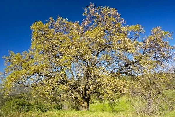 Cyprus Oak or Aleppo Oak (Quercus infectoria), spring; Cyprus