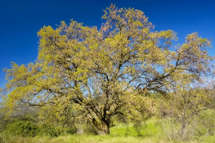 Framed Print : Cyprus Oak or Aleppo Oak (Quercus infectoria), spring; Cyprus Framed Print : Cyprus Oak or Aleppo Oak (Quercus infectoria), spring; Cyprus