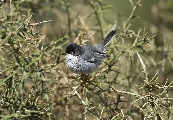 Cyprus Warbler - Adult Male perched. March Cyprus