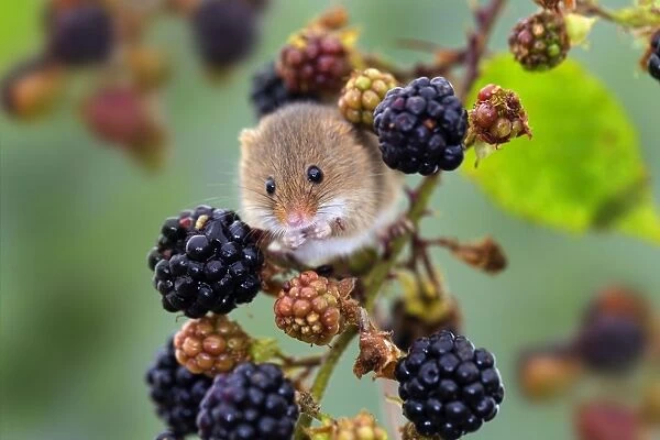 DAC-855. Harvest Mouse - UK - Captive - Blackberries