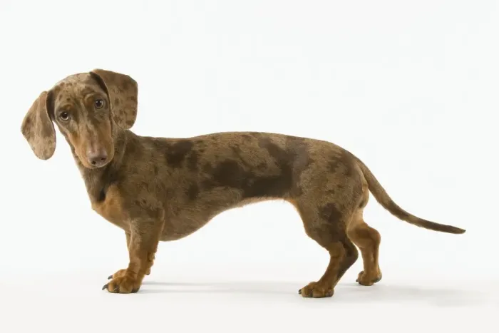 Framed Print : Dachshund - Chocolate Harlequin Framed Print : Dachshund - Chocolate Harlequin