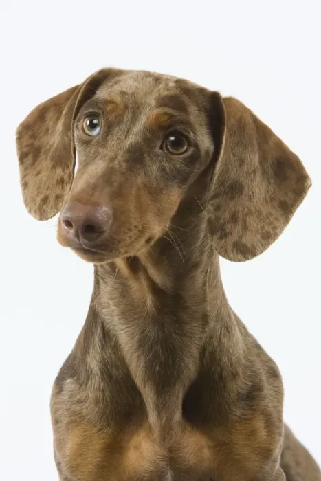 Framed Print : Dachshund - Chocolate Harlequin Framed Print : Dachshund - Chocolate Harlequin