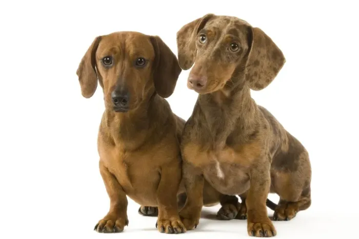 Framed Print : Dachshund - two smooth-haired - one Chocolate Harlequin Framed Print : Dachshund - two smooth-haired - one Chocolate Harlequin