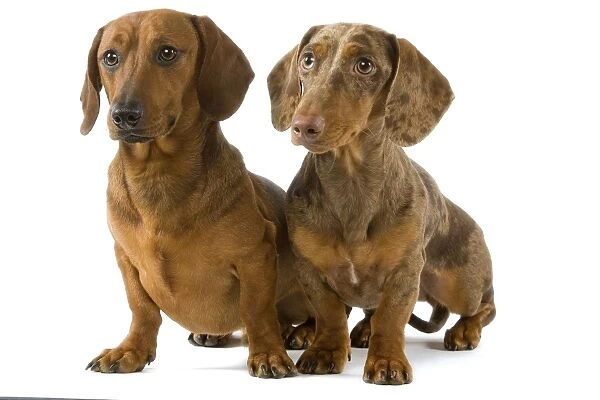 Dachshund - two smooth-haired - Chocolate Harlequin