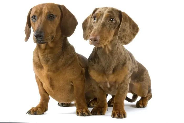 Framed Print : Dachshund - two smooth-haired - Chocolate Harlequin