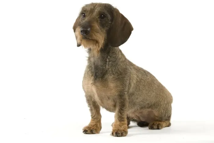 Framed Print : Dachshund - wire-haired Framed Print : Dachshund - wire-haired