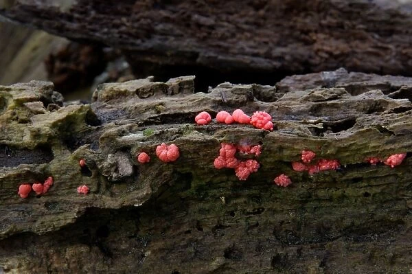 Dacrymyces stillatus - Habitat - on damp & decaying wood, all year round - not edible. Kent woods, UK - October