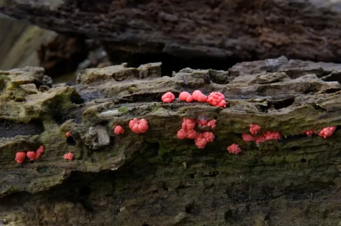 Framed Print : Dacrymyces stillatus - Habitat - on damp & decaying wood, all year round - not edible. Kent woods, UK - October