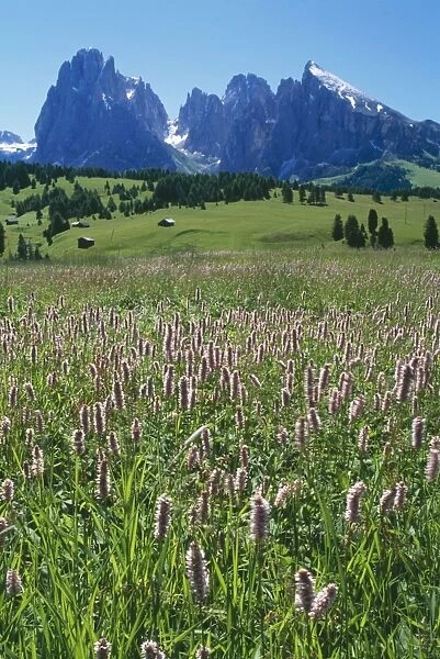 DAD-1549. Italy. Masses of Bistort, Polyagonium Bistorta on damp meadows above Ortisea