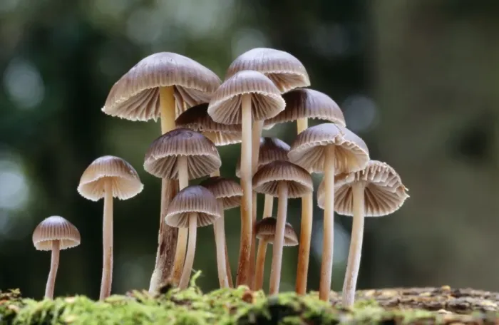 Framed Print : Fungi. DAD-414. FUNGI - Mycena group. Not Edible Framed Print : Fungi. DAD-414. FUNGI - Mycena group. Not Edible