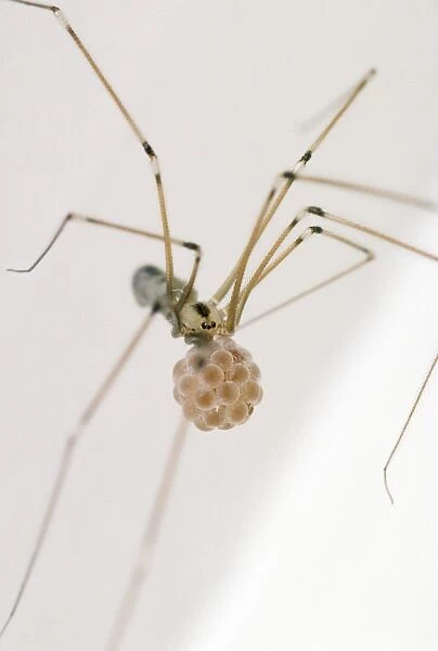 Daddy Long Legs Spider - female with egg sac