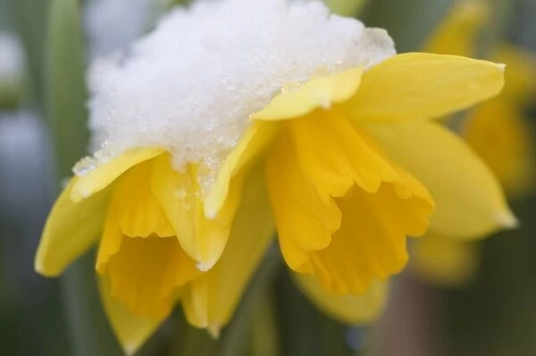 Daffodil spec. Yellow daffodil, flowering in the snow Garden, The Netherlands, Overijssel