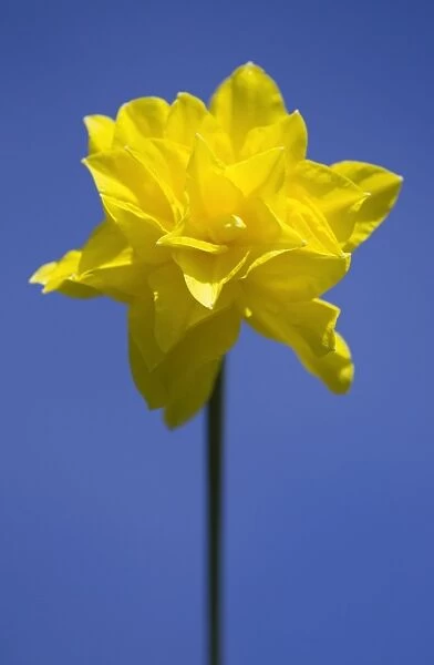 Daffodil variety ‘Golden Ducat Location: Cornwall, UK
