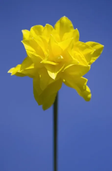 Framed Print : Daffodil variety ‘Golden Ducat Location: Cornwall, UK Framed Print : Daffodil variety ‘Golden Ducat Location: Cornwall, UK