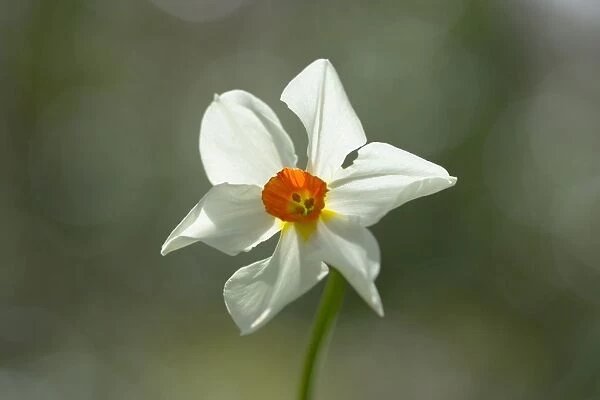 Daffodil variety ‘Medusa Location: Cornwall, UK