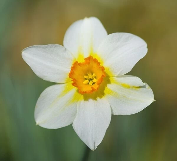 Daffodil variety ‘Sunrise Location: Cornwall, UK